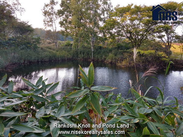 NRS_Rankoshi_498-2_For_sale (2)